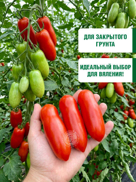 Томат Казанова семена 