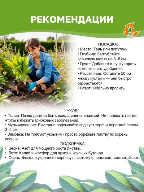 Хоста Кафедрал Виндоус