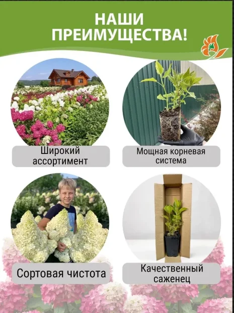 Гортензия Блаумайзе (крупнолистная) саженцы 