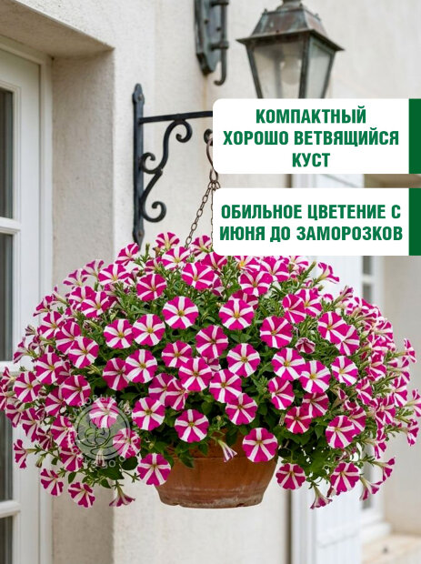 Петуния крупноцветковая Танго Розовая с белой звездой семена
