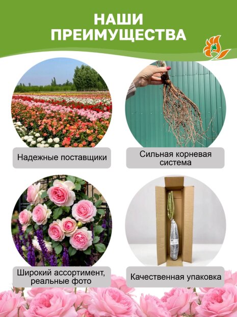 Роза Ред Леонардо да Винчи