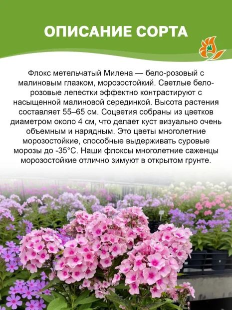 Флокс Милена