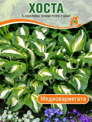 Хоста Медиовариегата