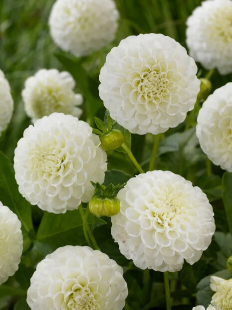 Георгин Сноуфлейк (помпонный)