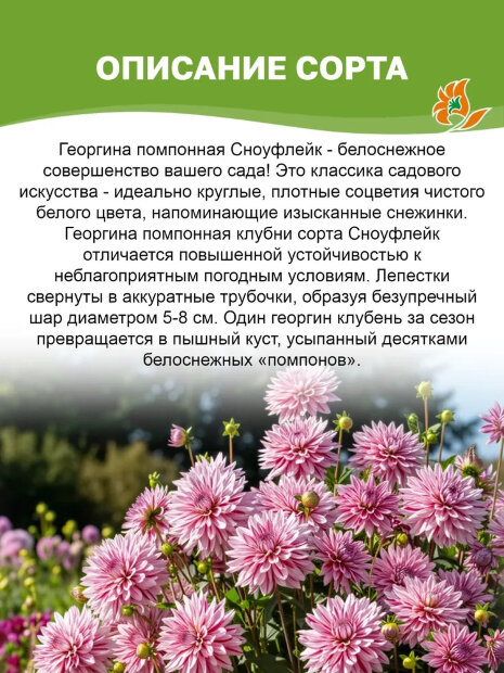Георгин Сноуфлейк (помпонный)