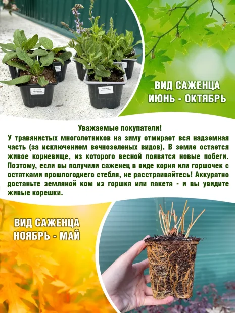 Астранция Даймонд Вайт (крупная)