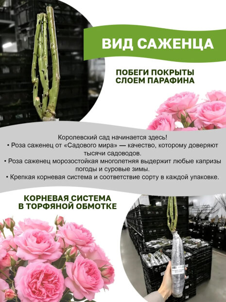 Роза Дольче Саммерхаус