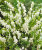 Дицентра Альба (великолепная)