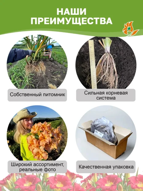 Лилейник Росвита