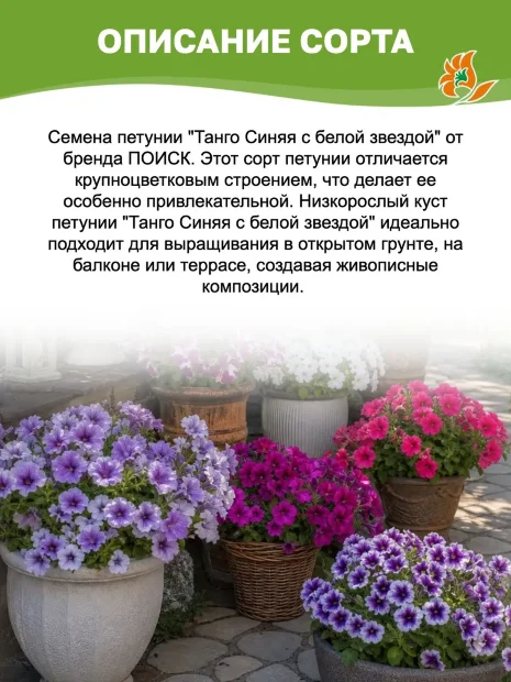 Петуния крупноцветковая Танго Синяя с белой звездой (ПРОФИ) семена