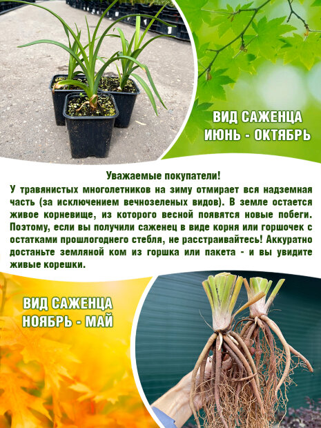 Лилейник Спейскост Фрики Тики