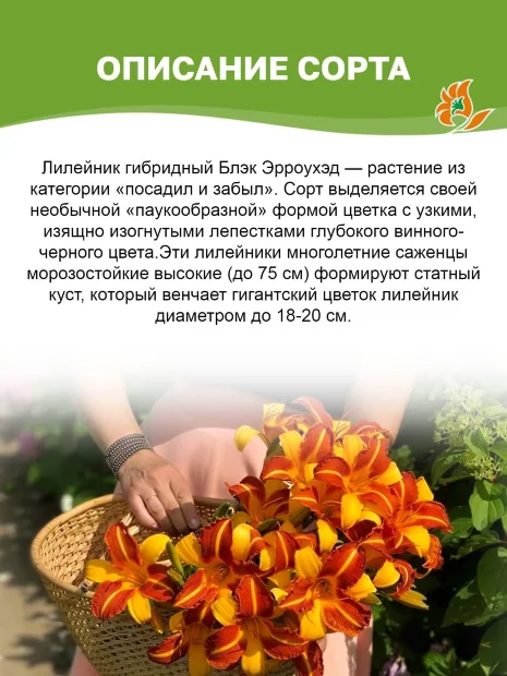 Лилейник Блэк Эрроухэд