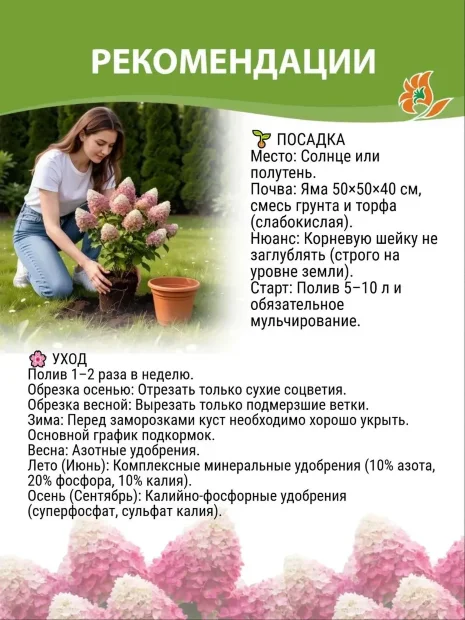 Гортензия Фёст Вайт (крупнолистная) саженцы 