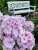 Флокс Атлант