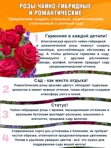 Роза Принцесса Сакура (Сакура)