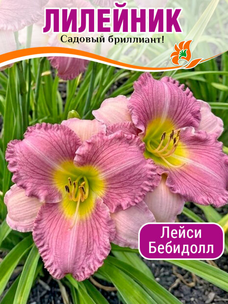 Лилейник Лейси Бебидолл
