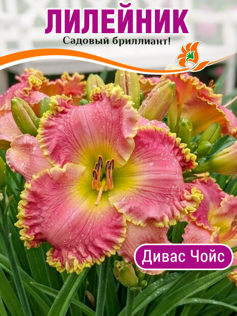 Лилейник Дивас Чойс