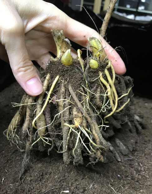 Лилейник Беттилин