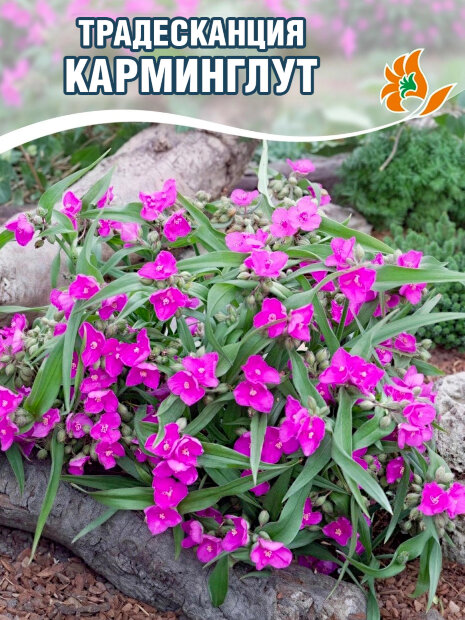 Традесканция Карминглут