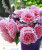 Роза Бьенвеню 