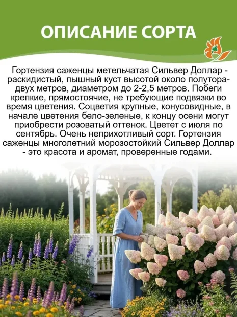 Гортензия Сильвер Доллар (метельчатая)