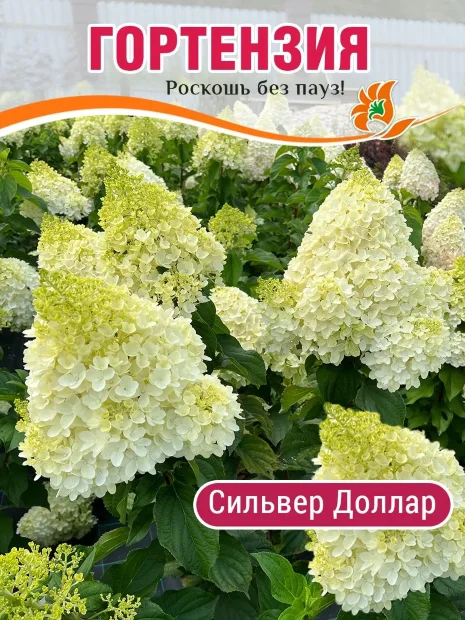 Гортензия Сильвер Доллар (метельчатая)