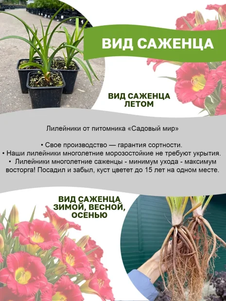 Лилейник Матрешка
