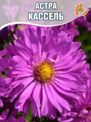 Астра Кассель Астра Кассель