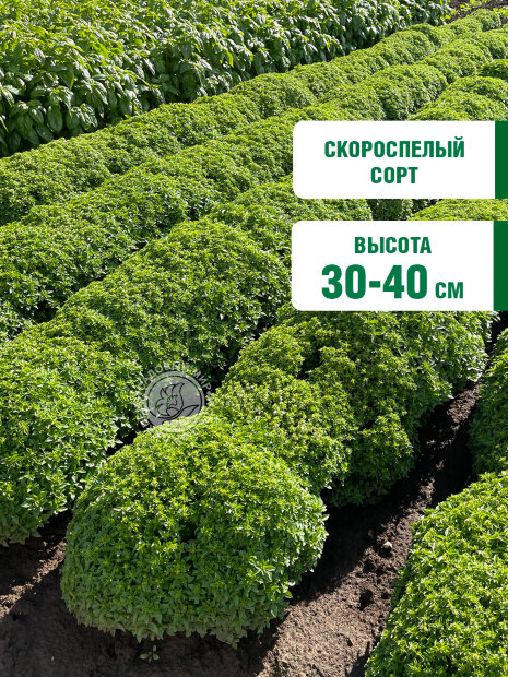 Базилик Мини семена 