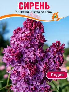 Сирень Индия (обыкновенная) Сирень Индия (обыкновенная)