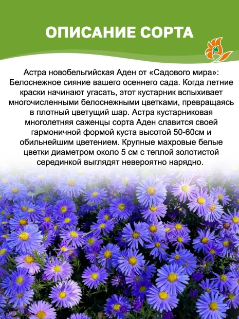 Астра Аден