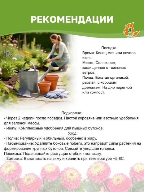 Георгин Кафе о Лэ Твист (крупноцветковый)