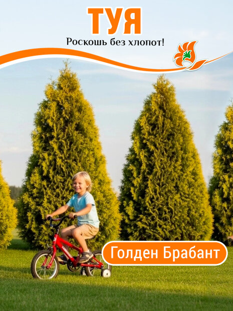 Туя Голден Брабант (западная)