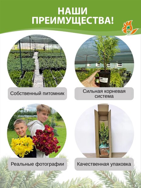 Туя Голден Брабант (западная)