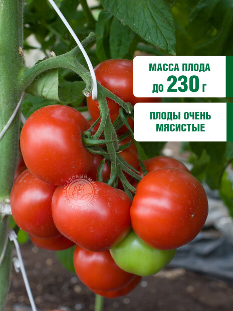 Томат Йетина Мать семена 