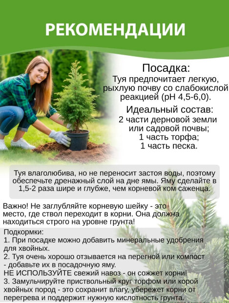 Можжевельник Суецика (обыкновенный) 2шт