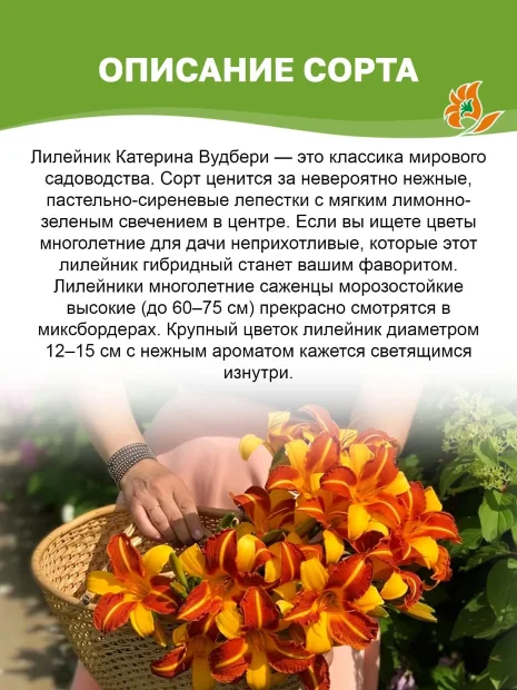Лилейник Катерина Вудбери 