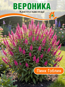 Вероника Пинк Гоблин (колосковая)