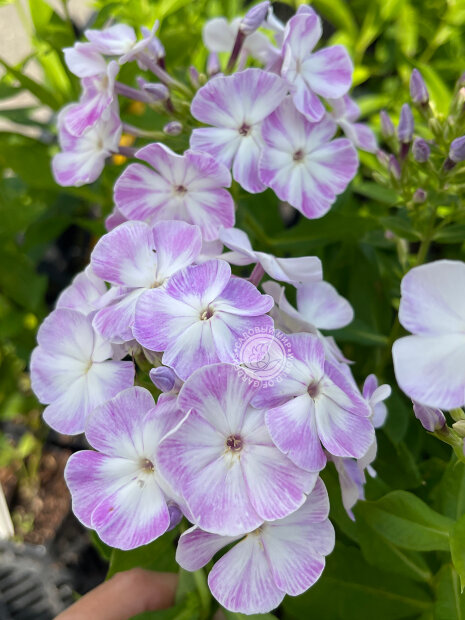 Флокс Герман