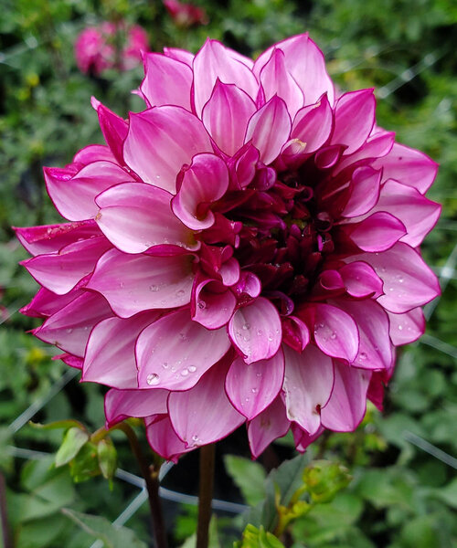 Георгин Кренберри Классик (декоративный)  