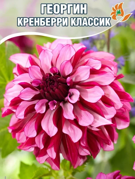 Георгин Кренберри Классик (декоративный)  