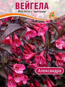 Вейгела Александра (флорида) Вейгела Александра (флорида)