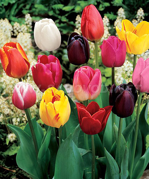 Тюльпаны Триумф смесь